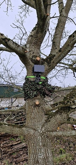 Trail cam for observing wildlife and security at the shack.